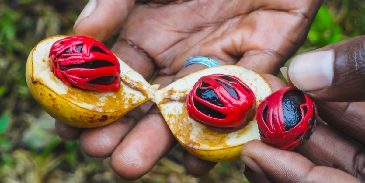 The essential oils industry, a growing sector that every day creates and spreads well-being all over the world