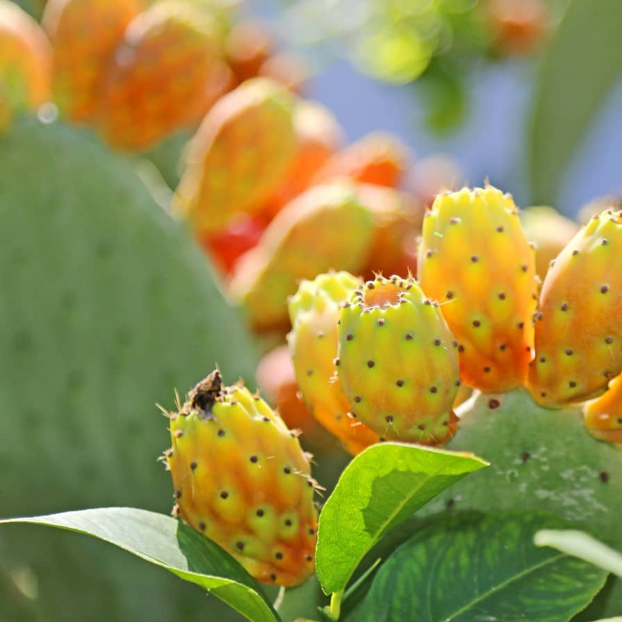 ENVIRONMENTAL PROTECTION AND ENHANCEMENT OF LOCAL COMMUNITIES