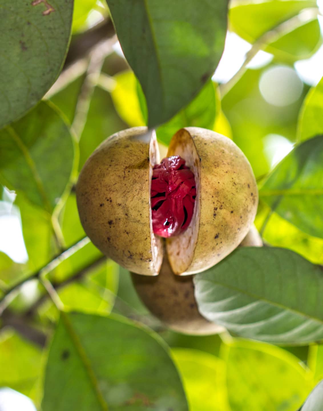 MATERIE PRIME PER UN’ECCELLENZA GARANTITA